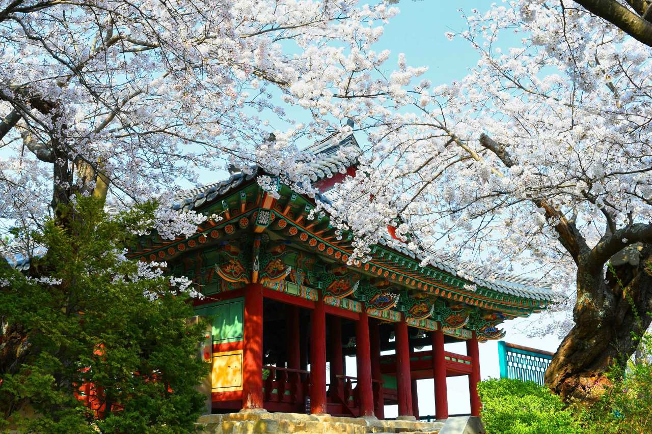 경포대 벚꽃 / 사진=한국관광공사 포토코리아@강원지사