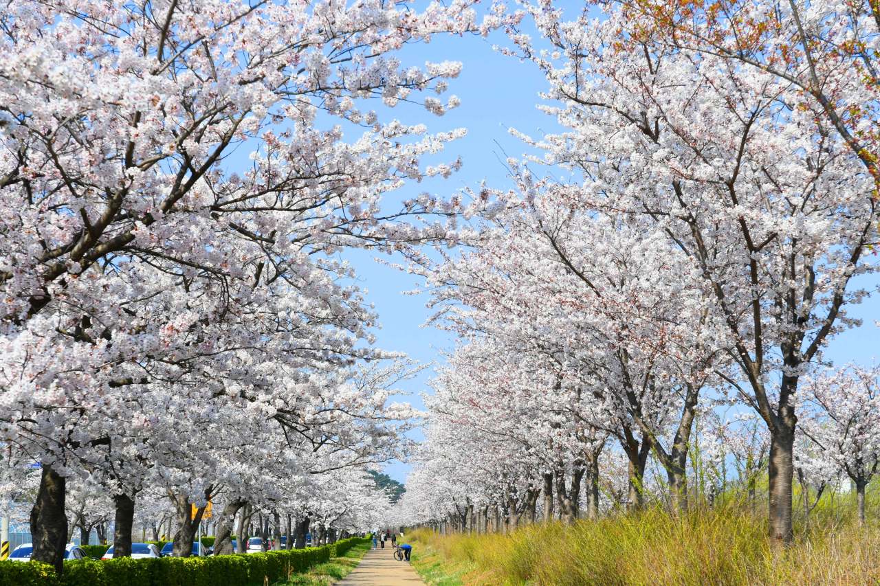 강릉 경포벚꽃축제 정보 / 사진=한국관광공사 포토코리아@강원지사