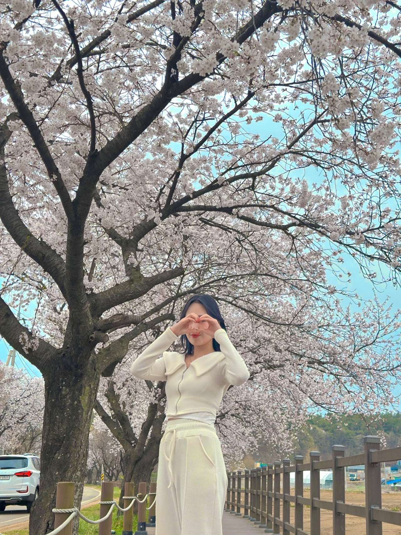 15km 벚꽃 로드 / 사진=충남관광서포터즈
