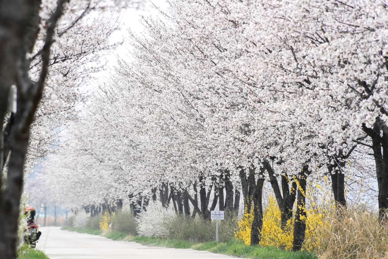 환상적인 남원 요천 벚꽃길 / 사진=공공누리@전라북도 남원시
