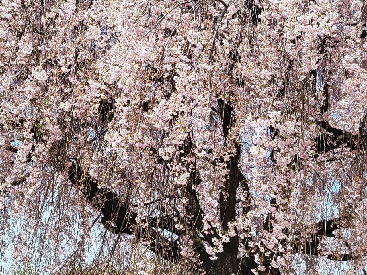 각원사 겹벚꽃 / 사진=충남관광서포터즈