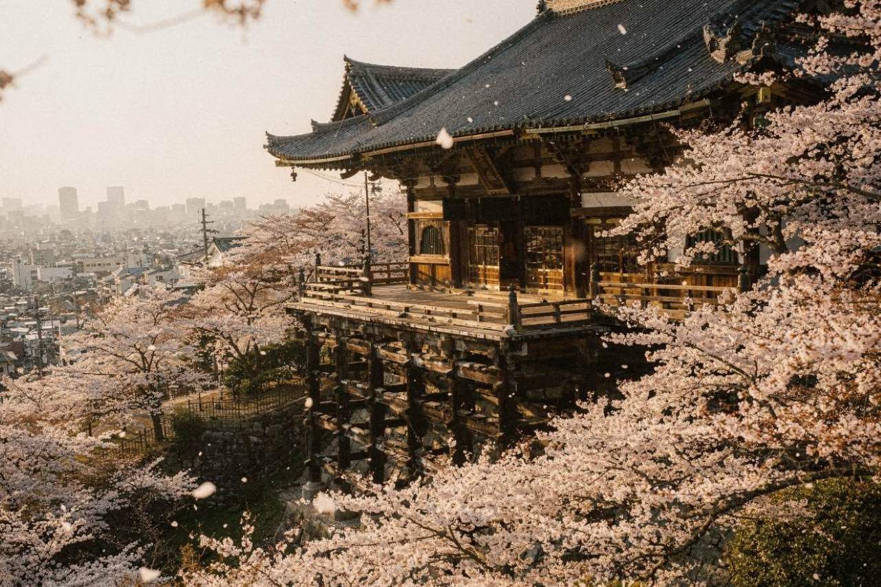 청수사 벚꽃