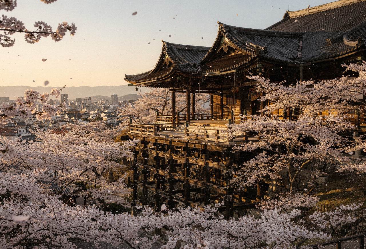 청수사 벚꽃 / 사진=ⓒ인포매틱스뷰