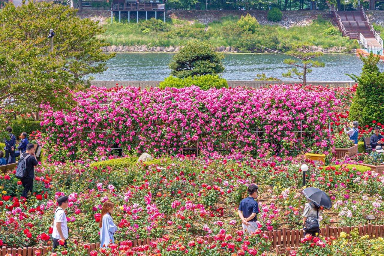 Samcheok Rose Park / Photo: Korea Tourism Organization Photo Korea @ Hwang Seong-hoon
