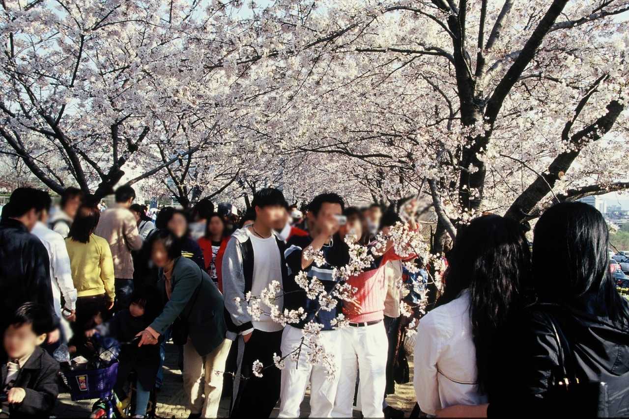 윤중로 / 사진=서울연구데이터서비스