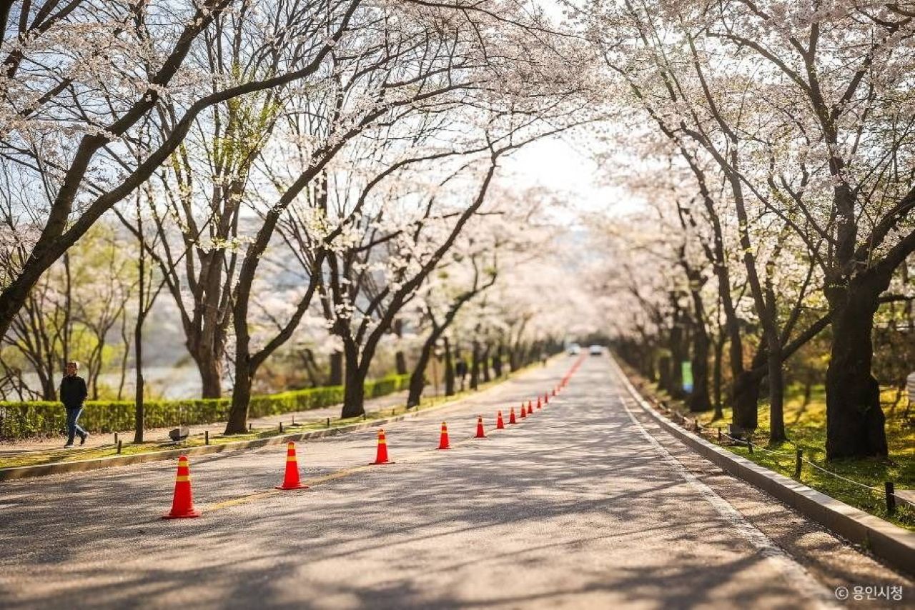 벚꽃 드라이브도 좋습니다
