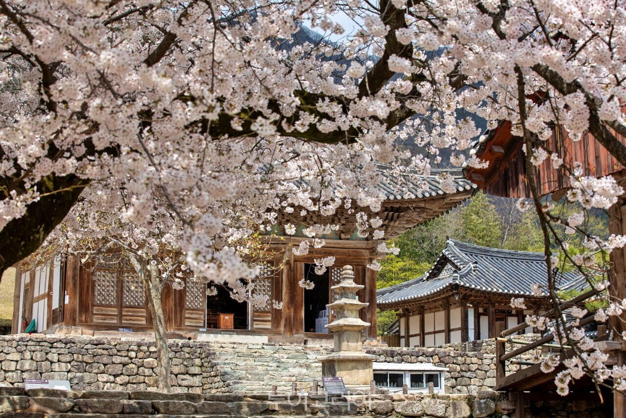 내소사 벚꽃/사진-코레일관광개발