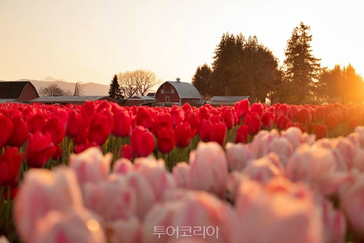 튤립 타운 / 사진-미국 워싱턴주 스카짓 밸리 튤립 페스티벌
