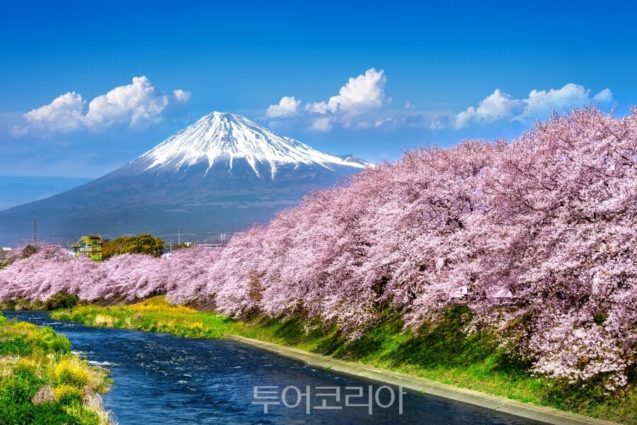 후지산을 배경으로 강변을 따라 만개한 시즈오카 벚꽃 풍경 /출처-클립아트코리아