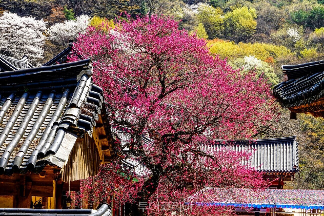 Experience Spring: Top 5 Trekking Courses to Enjoy Blossoms in Korea This April