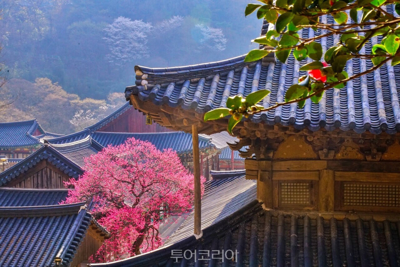 고요한 풍경 위에 번진 붉은 기척 '구례 화엄사 홍매화'  ⓒ투어코리아 유지훈 기자