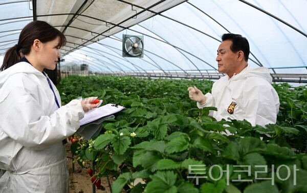 ▲백성현(오른쪽) 논산시장이 지난 16일 논산딸기축제를 앞두고 국립농산물품질관리원 직원과 함께 수확체험 농가를 방문해 안전성 검사를 위한 시료채취에 참여하고 있다. /사진-논산시