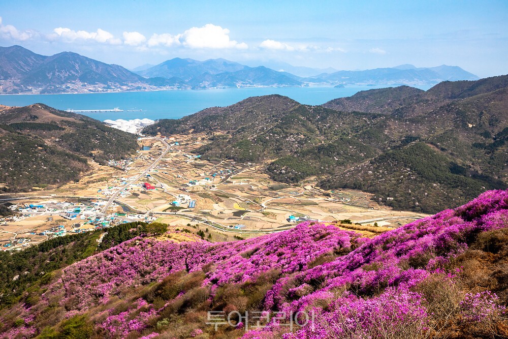 &nbsp;   Yeosu Yeongchwisan azaleas / Photo - Seungwoo Travel