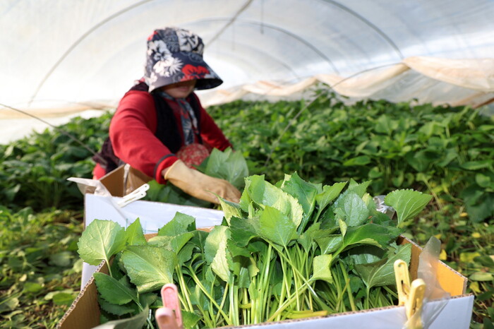 Why You Should Try Taian’s Chamsu Greens: A Nutrient-Packed Spring Superfood
