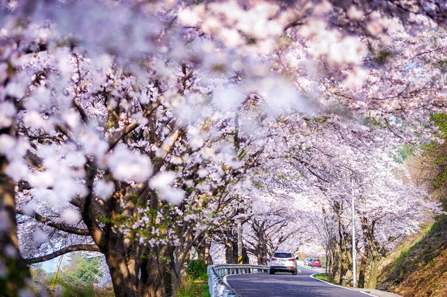 Wangji cherry blossoms (file photo). Courtesy of Namhae County.