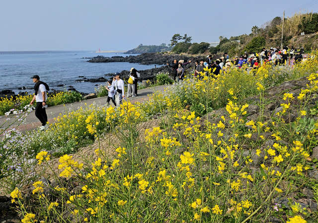 Why You Shouldn’t Miss the 2026 Seogwipo Canola Flower Festival: A Guide to the Best Walking Trails