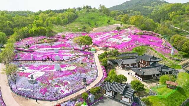Photo from the Saengcho moss phlox festival. Provided by Sancheong County.