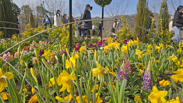 Why You Should Visit Okjeongho in Jeonbuk This Spring: A Guide to the Best Flower Trails