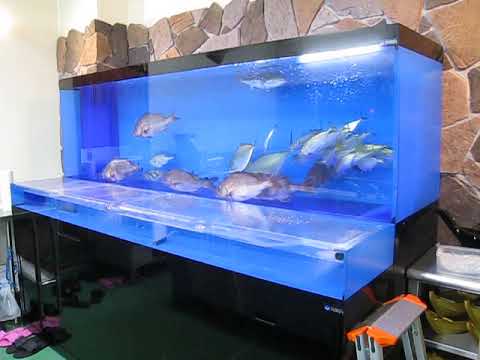 日本サカス株式会社