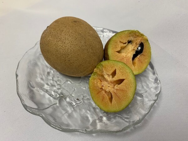 omishokai