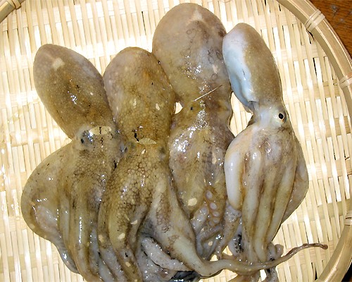 okayamakensui