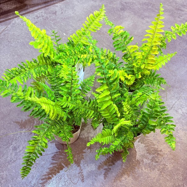 greenvibes