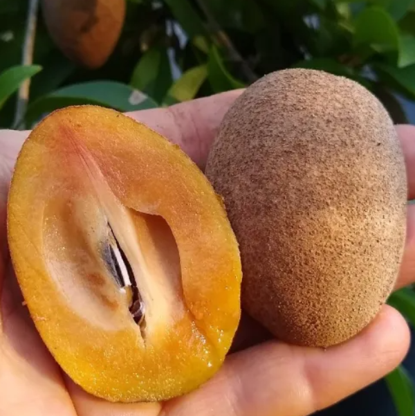 floridafruitgeek