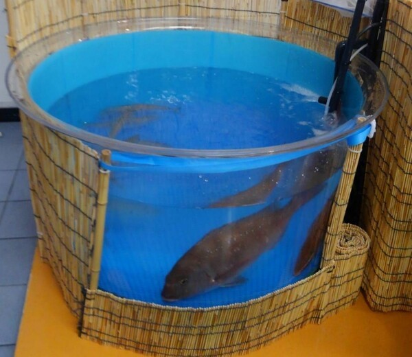 fishinterior