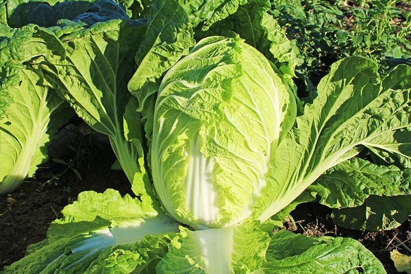 gardenstory