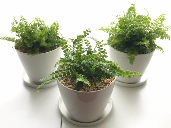 greensnap