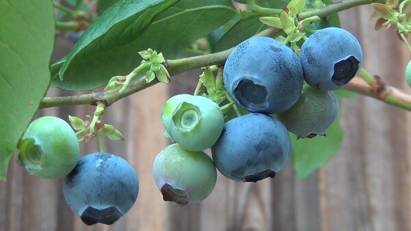 fruits