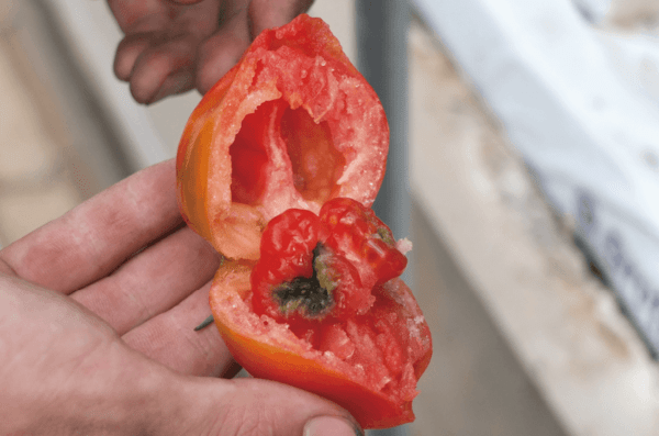 sanatech-seed