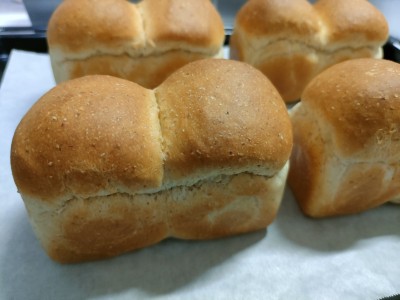 cotta