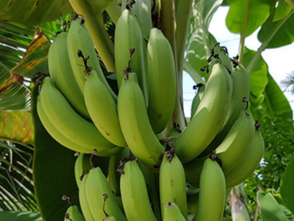 dole