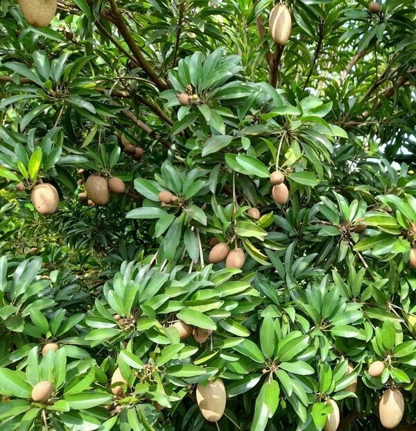 incredibleediblelandscapes