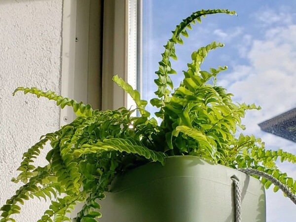 greensnap