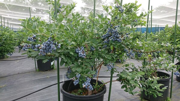 t-and-a-berry
