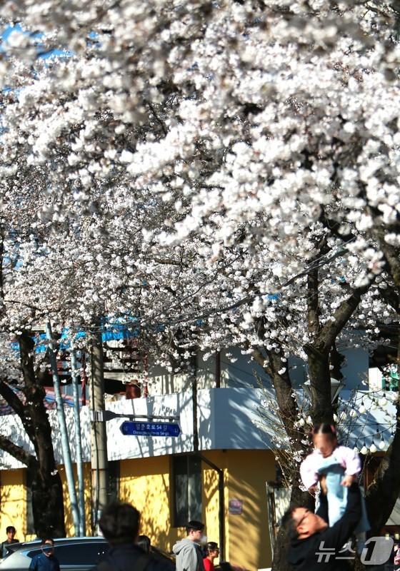 Top 5 Reasons to Visit Jecheon’s Cherry Blossom Festival This April: A Springtime Must-See!