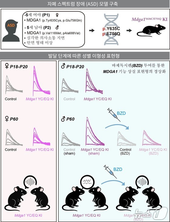 A schematic diagram illustrating the mechanisms underlying gender differences in autism onset and the pharmacological treatment process, as revealed by the Synaptic Diversity and Specificity Regulation Research Group in the Department of Brain Science at DGIST (Daegu Gyeongbuk Institute of Science and Technology) / Provided by DGIST