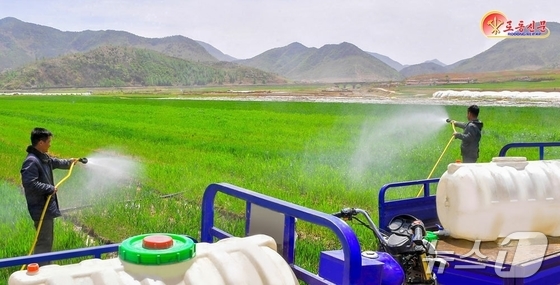 On Thursday, Rodong Sinmun, the official newspaper of North Korea’s Workers’ Party, reported that the Eup Farm in Eunpa County is implementing crop protection measures, such as securing water and applying nutrient solutions, to mitigate the damage caused by drought / Rodong Sinmun
