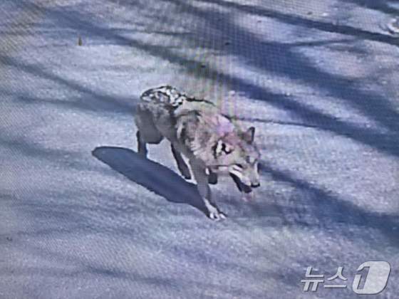 How South Korea is Responding to the Daejeon Zoo Wolf Escape: A Comprehensive Guide