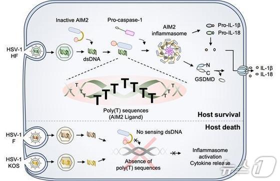 How the host\'s immune sensors recognize viral DNA (Provided by UNIST) / News1