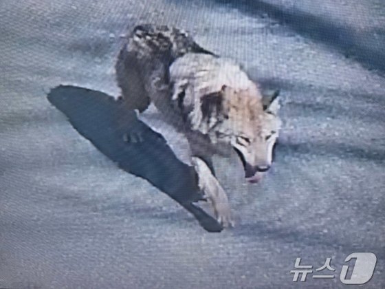 Wolf Sighting in Cheongju: What to Know About the Escape from Daejeon Zoo