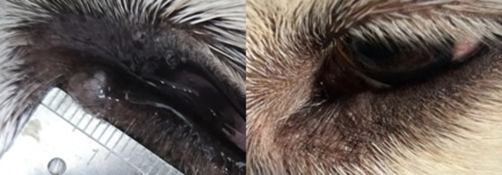 Yeeun Animal Medical Center