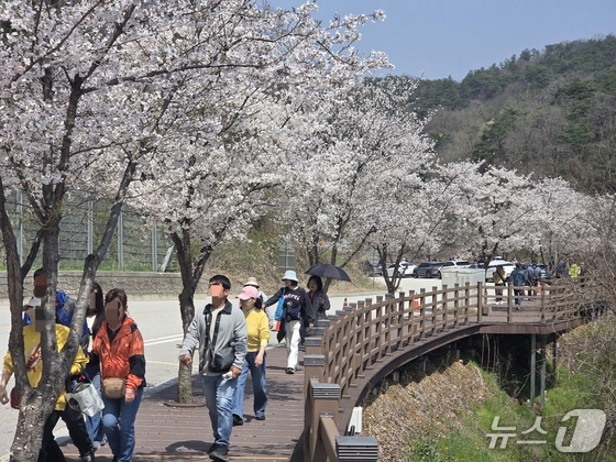 Experience the Last Cherry Blossom Festival of 2026: A Guide to Jeonbuk’s Stunning Okgyeongho