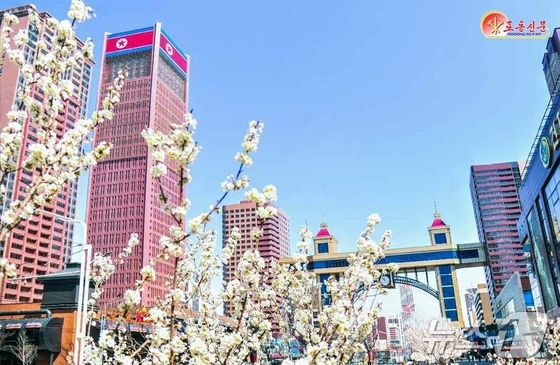 On Monday, Rodong Sinmun, the official newspaper of North Korea’s Workers’ Party, reported on the spring scenery in downtown Pyongyang in an article titled, The Fragrance of Spring Fills Every Corner of the Capital / Rodong Sinmun