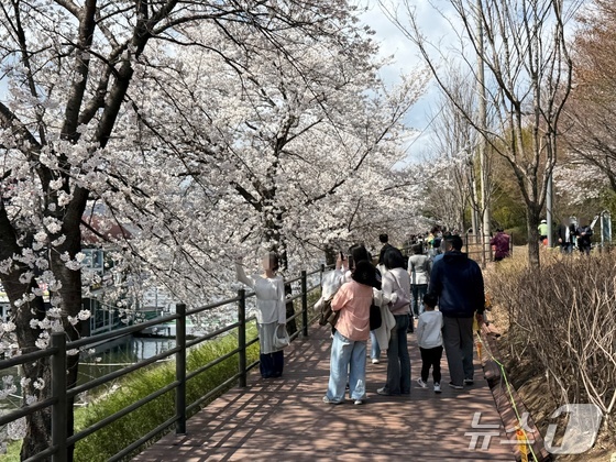 Discover the Best Cherry Blossom Viewing Spots in Gangwon: Your Ultimate Guide for 2026
