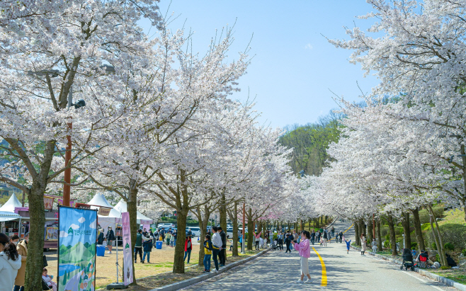 [보도사진1] 소노펠리체 비발디파크 벚꽃단지 일대