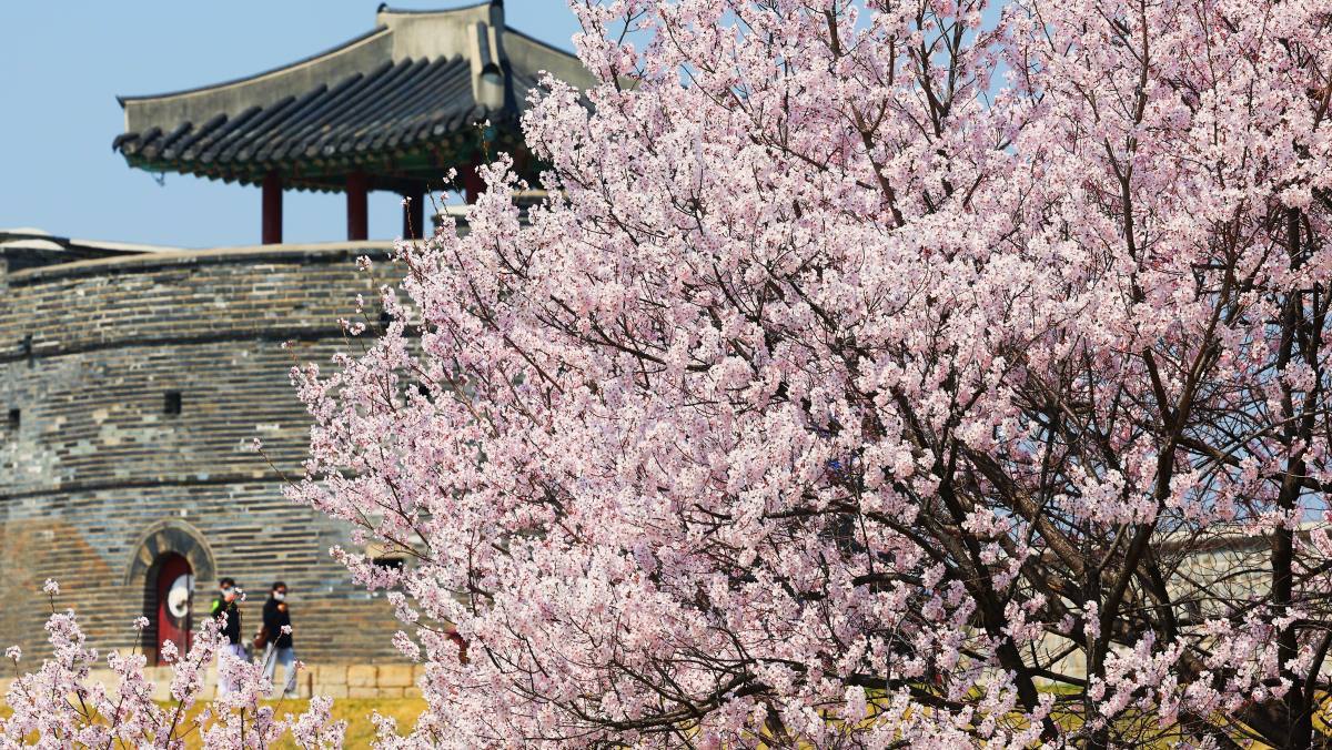 Explore Suwon’s UNESCO World Heritage: A Complete Guide to Suwon Hwaseong Fortress in 2026