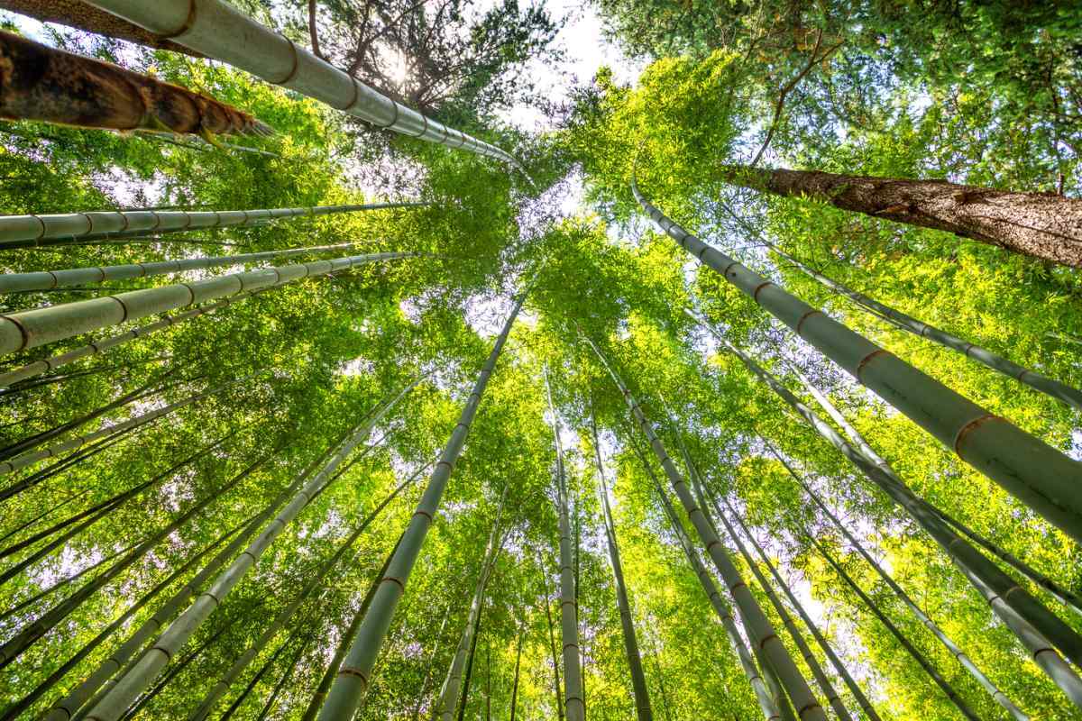 Ahopsan Forest / Busan Tourism Archive